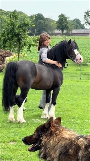Welcome Ffermymorlais Tempo aka Super Tempo Absolutely top class example #horseriding