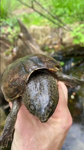 The HUGE HEAD of the Loggerhead Musk Turtle!