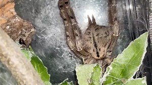 14K views · 206 reactions | WATERING MY TARANTULAS AFTER COMING BACK FROM JAPAN!! IT WAS AN AMAZING EXPERIENCE 殺 1/4 #JAPAN #japantravel #japantrip #tarantulas #tarantula #exoticslair #watering #pets | Exotics Lair | Facebook