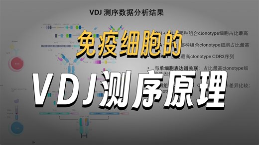 单细胞转录组和免疫细胞VDJ共测序原理