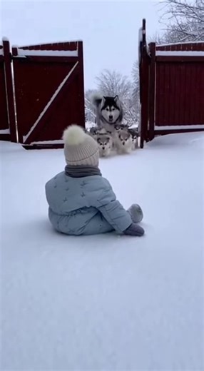 Surprising Baby with Adorable Husky Puppies