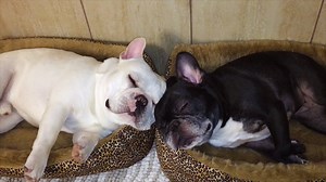 The French Bulldog is affectionate and easy-going and makes the Top 10 most popular dog list year after year. But it wasn’t always that way! Discover the history of the French Bulldog on Meet the Breeds! For more Good Dog TV go to https://akc.tv Watch on our Apple TV App: http://bit.ly/akc-tv Watch on our Roku App: http://bit.ly/akctv-roku Watch on our Amazon Fire App: http://bit.ly/akc-tv-on-fire | American Kennel Club