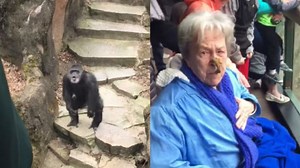 VIDEO: Grandma hit by poop-flinging chimp at Michigan zoo