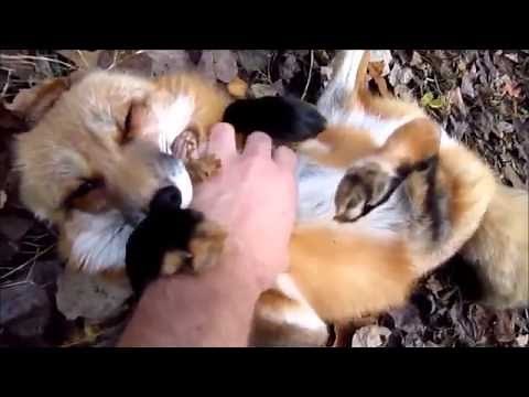 人懐っこいキツネさん（笑）