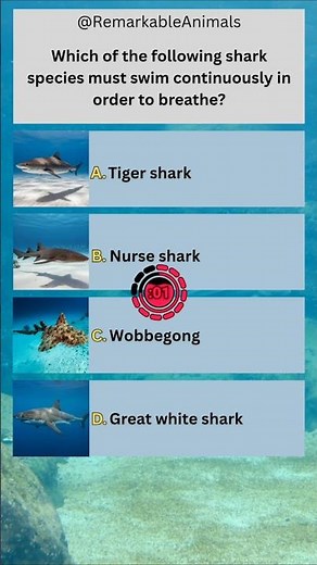 👆 Full Quiz Link 🦈