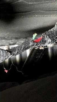 Mice Chewed Wiring & How To Stop It #mic #wiring #honda