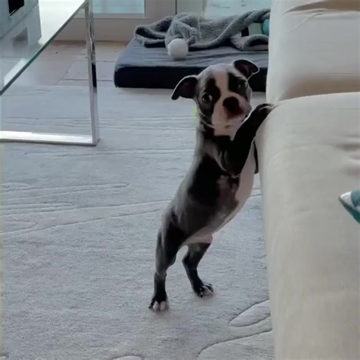 Tiny bostie's tiny jump Like & Follow Our Page To See More About Boston Terriers! Credit: @ashtheboston #bostonterrierpuppy #bostonterrierdog #bostonterrier #bostonterriers #bostonterrierlovers #bostonterrierlover #cutebostonterrier #bostielife #bostielovers #cutebostie #bostiestyle #bostiepuppy #dailybostie #bostiedog #cutedogs #doglife #bostonterriermom | Boston Terrier Land