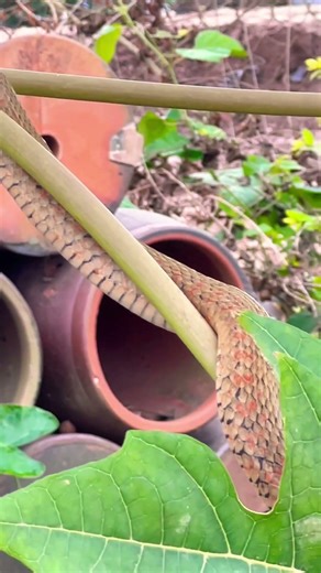 뱀 한 마리가 파파야 잎 위에서 흔들거리고 있었다. #funny #베라쨩 #xcavator #cat #animals #fruit #shorts #bonsai