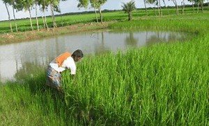 Different Types of Crops & Seasons: Kharif, Rabi, and Zaid