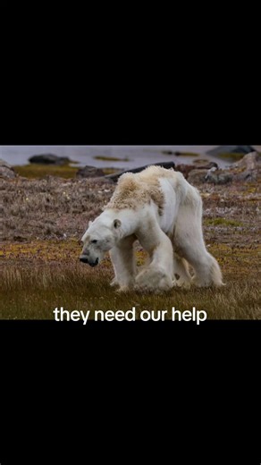 Save the Polar Bears from Extinction