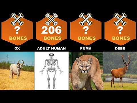 animal bones comparison | number of bones in animals : comparison : how many bones in animals