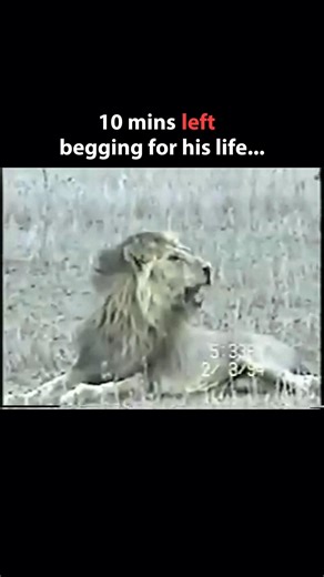 The last moments of lion king 👑 in the history 🤯 #viral #shorts #youtube #video