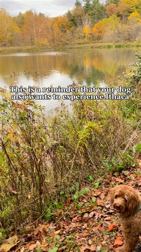 Exploring with your pup? Ithaca is full of dog-friendly activities for any season!🐶 Explore Cornell University's scenic campus areas like Beebe Lake and the Cornell Botanic Gardens, then head further into Ithaca to explore dog-friendly locations like the Commons, Dewitt Mall, Cayuga Lake Wine Trail, and so much more🐾 So, take this as a sign to grab your furry friend, a leash, and get exploring. Need more details about dog-friendly spaces across Ithaca? www.visitithaca.com/blog/post/guide-to-ex
