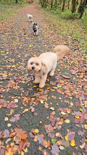 Jimmy, Cledwyn, Bonnie, Finley, Charlie and Taffy loving our autumn walks this week. 🚶‍♂️🐕🌧🍁🏴󠁧󠁢󠁷󠁬󠁳󠁿 | Let's Go Walkies