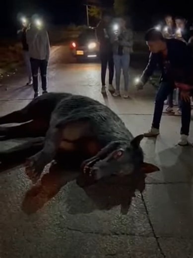 Perro Gigante con Ojos Humanos Aparece en la Carretera