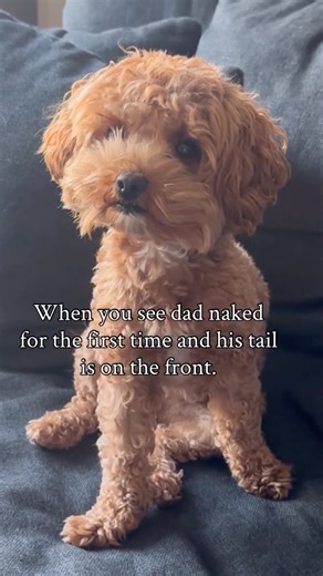 Cavapoo dog on Instagram: "Woof Wednesday! Halfway to the weekend… don’t forget to laugh today, puppers 🧸🤎 🛍 You can order Short, long-sleeve tee and Hoodie featuring prints of other dog breeds by LINK TO PURCHASE IN OUR BIO 👕⤵️ OR Visit website: https://teepetus.com/cavapoo ====👍 Why choose us? ===== 🚚 Worldwide Shipping ✈️🌎 👕 💥 100% Satisfaction Guarantieed 💥 100% High Quality Fabric 💥 100% Printed in the USA ————-————————————- 💓 We are sure you will like it 😘 #cavapoo #dogsofinst