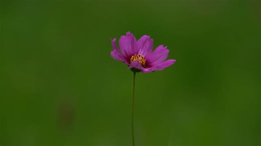 Flower, Cosmos, Wind. Free Stock Video