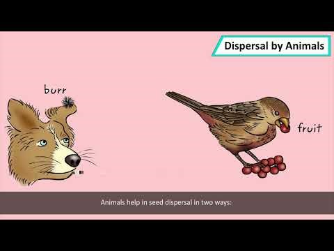 CLASS 5 SCIENCE - PLANT LIFE | PRIME THE SCHOOL OF EXCELLENCE