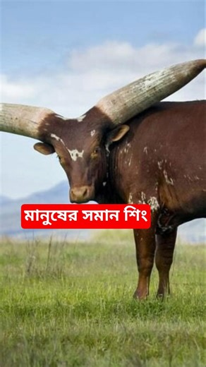 The king of cows. Ankole watusi. cattle video #bull