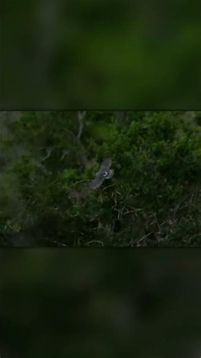 Bird Hunts a Swarm of Bats