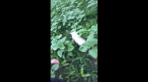 An animal rights activist gains access to a pig farm and exposes the truth of how pigs are raised. These curious, highly intelligent creatures are confined to tightly packed, filthy sheds for their whole lives. But watch all the way to the end for a happy ending... Video Credit - Wesley Omar | Toronto Pig Save