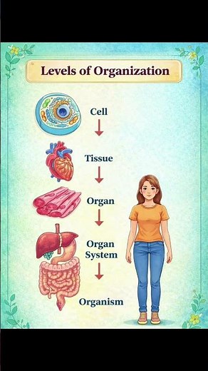 Levels of Organization in Biology | Cell to Organism Explained #shortsfeed #organization #biology