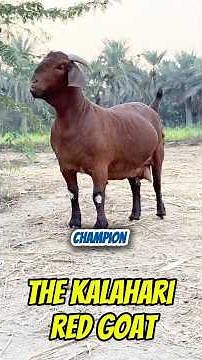 The KALAHARI RED Goat Africa’s Hardy CHAMPION!🌿🐐✅