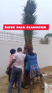 182K views · 10K reactions | Green Formula Landscape and Gardening Solution on Reels | Facebook