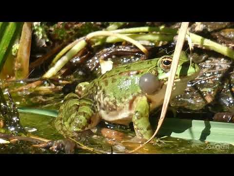 The croak of the common frog, Pelophylax perezi. 4 K.