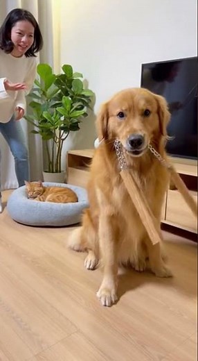 Busted! 😱 Dog Breaks TV with Nunchucks, hilarious chaos unfolds #funny #pets #viral