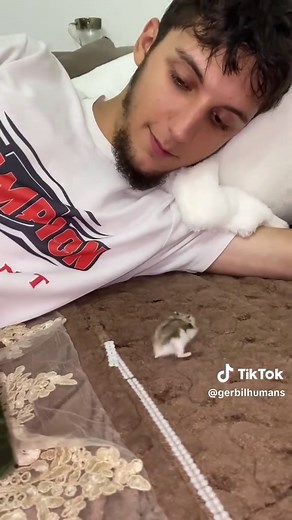 Adorable Baby Hamster Moments That Will Melt Your Heart