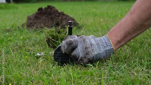 Hands of gardener setting a mole trap, close-up video