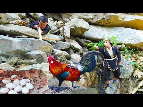 Dwarf Family Unexpectedly Finds a Wild Chicken Nest | Primitive Life in the Mountainous Region