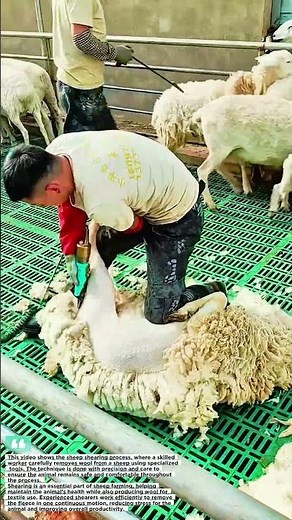 Sheep Shearing Process Explained | Efficient Wool Harvesting by Skilled Farmers #farmlife#shortvideo