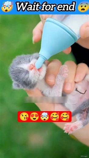 Mama Cat Gives Birth to Adorable Kittens 🐱👶 | Pure Mother Love Moment 😭❤️ #shorts #kittenlove