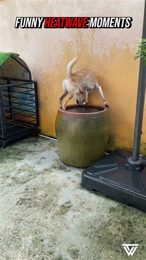 Funny Heatwave Moments 😂🌞 (We’ve All Been There)