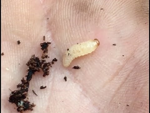 How to Identify and Treat the Dreaded Vine Weevil
