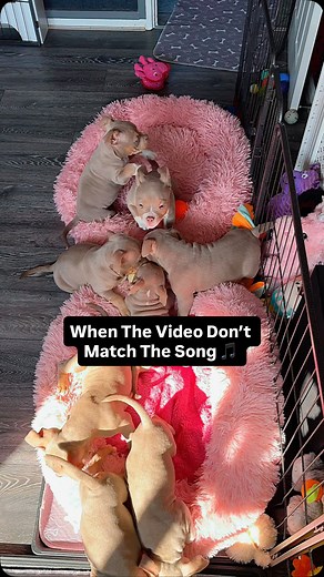 When The Video Don’t Match The Song 🎵 . We’re Going On A Trip In Our Favourite Rocket Ship 🚀 . Coming Through The Skys 🌄 . Little Einsteins 🧐 . . . #puppies #bullybreed #cutecatcrew #bulliesofinstagram | Icedabullz1