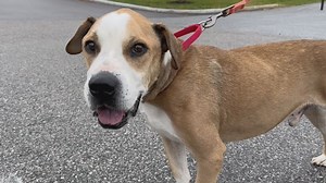 Furry Friends with Rufus, the dog!