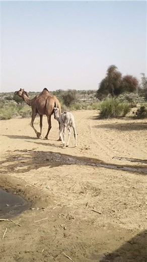 لحظات دافئة بين الناقة وصغيرها.#MotherLove #CamelLife #CuteAnimals #Nature #Wildlife #ViralVideo