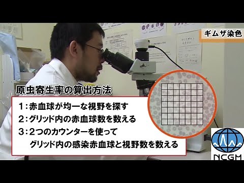 ギムザ染色