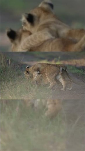 "Watch These Adorable Lion Cubs Zoom: The Fastest Paws in the Wild!"