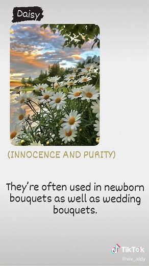 Daisy Flower Meaning: Symbolism, Etymology, and More