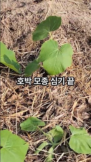 호박 모종 심기 #텃밭 #호박모종 #호박심는법 #씨앗부터모종까지#초보농부 #주말농장 #도시농부 #모종심기 #모종키우기 #호박재배 #식물키우기 #호박키우기#유기농텃밭 #텃밭일기영상