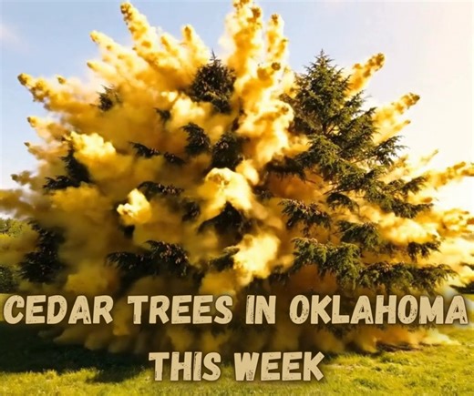 We asked AI to visualize cedar pollen levels this week, and this seems pretty accurate. :) Stay #allergyaware and #asthmaalert this weekend ❤️ | Oklahoma Allergy & Asthma Clinic