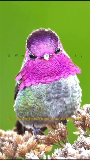 Hummingbird's structural coloration..#shortsfeed #explore #facts#birds#nature#beautiful #hummingbird