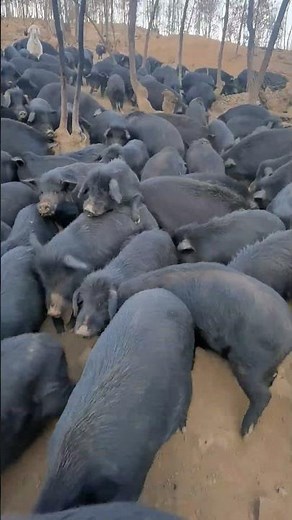 The Largest Pig Farm You've Ever Seen #pigfarming #viral #wow