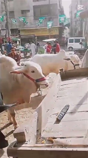 mashallah just like looking a cow