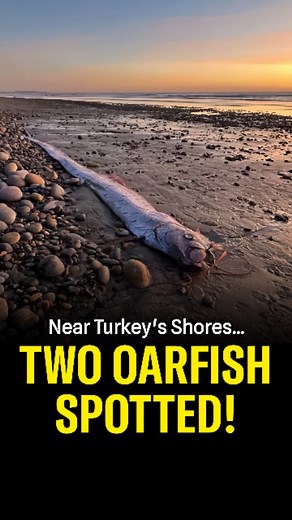 Oarfish are large, elongated marine fish known for their ribbon-like bodies and remarkable lengths, sometimes reaching up to 36 feet, making them the longest bony fish in the world. They inhabit deep ocean waters, typically at depths of 200 to 1,000 meters, which makes sightings rare and often linked to strandings or storms that bring them closer to shore. Distinguished by their shiny, silver bodies and bright red or orange dorsal fins, oarfish have an undulating swimming motion, resembling a se