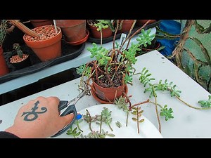 How to Propagate Prune & plant Cuttings of Jelly Bean Plants Sedum rubrotinctum & Sedum pachyphyllum